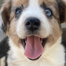 Miniature Australian Shepherds from Happy to See You Mini Aussies