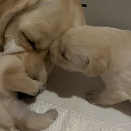 Labrador Retriever Puppies from Hatch Labradors
