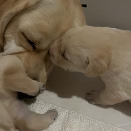Labrador Retriever Puppies from Hatch Labradors
