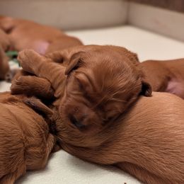 Girl 1 - Dark golden female Golden Retriever puppy in Ramsey, Minnesota from Nelson Retrievers