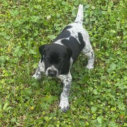 Girl 5 - Black and white female German Shorthaired Pointer puppy in Lumberton, Mississippi from Carlee Farm