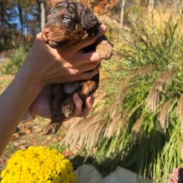 Roscoe - Chocolate male Assorted Doodle Crosses puppy in Bedford, Pennsylvania from Dans Doodlez