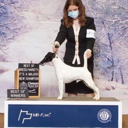 Blade - Smooth Fox Terrier