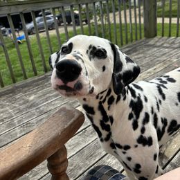 Dalmatian puppies from Živjeli Kennels