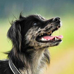 Midna - Pyrenean Shepherd