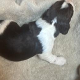 Maya - Liver white and tan female English Springer Spaniel puppy in Readstown, Wisconsin from Gunner Spaniel