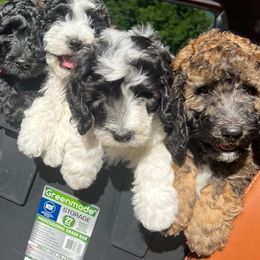Sheepadoodle Puppies from Pretty Perfect Pups