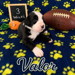 Valor - Black and white male Sheepadoodle puppy in Glen Rose, Texas from Clevenger’s Sheepadoodle Fur Baby Farm