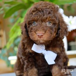 Ray - Brown male Bernedoodle puppy in Salado, Texas from Red Ranch Dogs