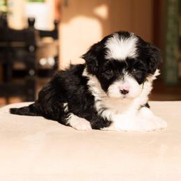 Aussiedoodle and Goldendoodle Puppies from Ever After Doodles Arizona