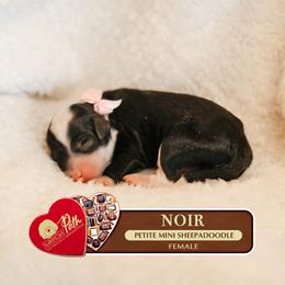 Girl 2 - female Sheepadoodle puppy in Cleveland, Tennessee from Narrow Path Old English & Sheepadoodles