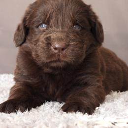 Girl 3 - Brown female Newfoundland puppy in Dalton, Ohio from Newfforu
