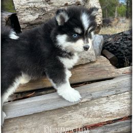 Runamok Peppermint Schnapps (Pepper) - Black and white female Pomsky puppy in St. Maries, Idaho from Runamok Farm