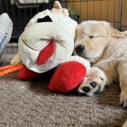 Golden Retriever Puppies from Yellow Brick Golden Retrievers