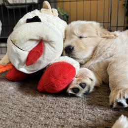 Golden Retriever Puppies from Yellow Brick Golden Retrievers