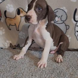 Kingston - Chocolate and white male Great Dane puppy in Walker, Louisiana from La Rebel Danes