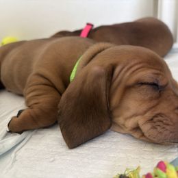 Stagg - Red male Dachshund puppy in Ripon, California from Ripon Dachshunds