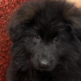 Black Velvet von OakSong - Black female German Shepherd puppy in Aledo, Texas from OakSong German Shepherd Dogs