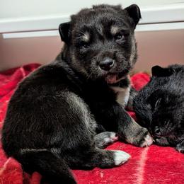 White Girl - Lumi - Black and tan female Lapponian Herder puppy in Prattsburgh, New York from Maalattu Koirankoppi Lapponian Herders