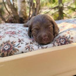 Cupcake - Red female Dachshund puppy in Solon Springs, Wisconsin from Werpstead Shorties