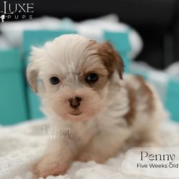 Penny - Liver and white female Shorkie puppy in Scottsdale, Arizona from Lil Luxe Pups