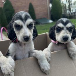 Domino female 2 - Blue and cream female Afghan Hound puppy in Carlisle, Pennsylvania from Winterberry Afghan Hounds