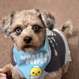 Maddox - Cavapoo