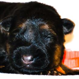 Orange female - Black and red female German Shepherd puppy in Alvarado, Texas from King Of Zion German Shepherds