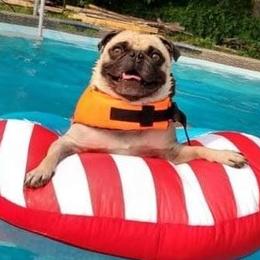 Gobi - Pug