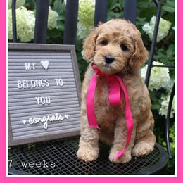 Australian Labradoodle Puppies from Cotton Creek Labradoodles