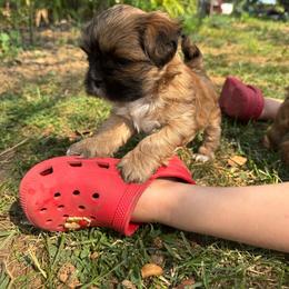 Hannah - Grizzle female Lhasa Apso puppy in Snover, Michigan from Lhasa Fur Life