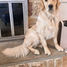 Golden Retriever All Grown Up from Sovereignty Grace Goldens