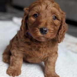 Purple - Red  male Goldendoodle puppy in Connecticut from Valley View Doodles
