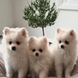 Pomeranian Puppies from Tuft of Poms
