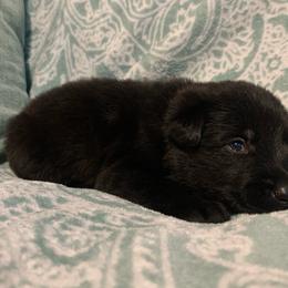 Male 3-light green - Black male German Shepherd puppy in Effingham County, Illinois from Delaney Working Dogs