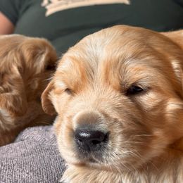 Girl 1 - female Golden Retriever puppy in Boring, Oregon from Green Acres Nextgen