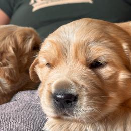 Girl 1 - female Golden Retriever puppy in Boring, Oregon from Green Acres Nextgen