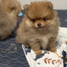 Beckett - Orange male Pomeranian puppy in Newport Beach, California from Exotic City Pomeranians and chihuahuas