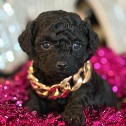 Jaguar - Black male Poodle puppy in Taylorsville, North Carolina from SilverLining highlands and hounds