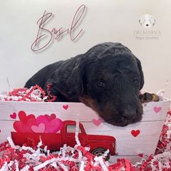 Aussiedoodle and Double Doodle Puppies from Delmarva Regal Doodles