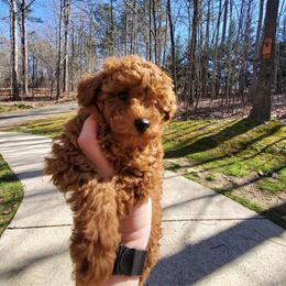 Poodle Puppies from Little Red Poodles