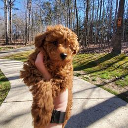 Poodle Puppies from Little Red Poodles