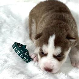 Elfie - Red and white male Siberian Husky puppy in Vail, Iowa from Homegrown Huskies