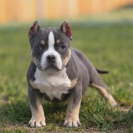 Mikey - Blue tri-color male American Bully puppy in Puyallup, Washington from Gamer Bullyz