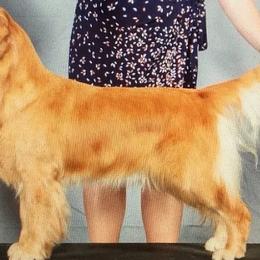 Golden Retrievers from Runnymede