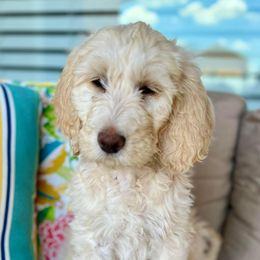 Aussiedoodle and Goldendoodle Puppies from Gray Doodles