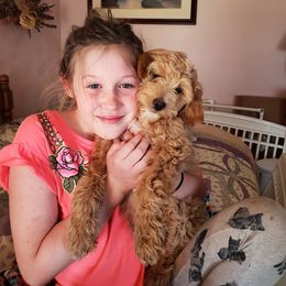 Aussiedoodle Puppies from Color Country Doodles