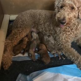 Goldendoodle Puppies from Da Ruba Doodles