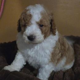 Raj - Parti male Poodle puppy in Statesboro, Georgia from Briar Creek Kennels