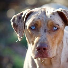 River - Catahoula Leopard Dog